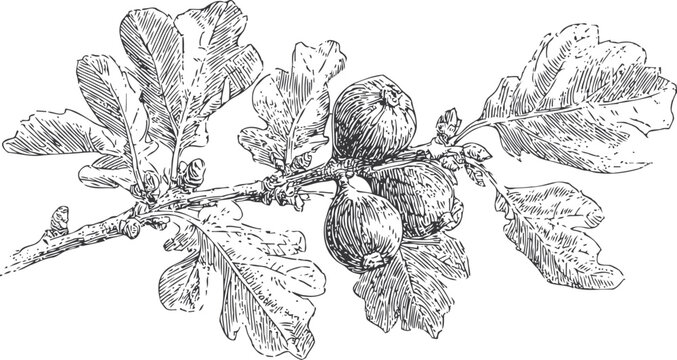 fig branch with ripening fruit and detailed leaves botanical illustration of fig tree plant