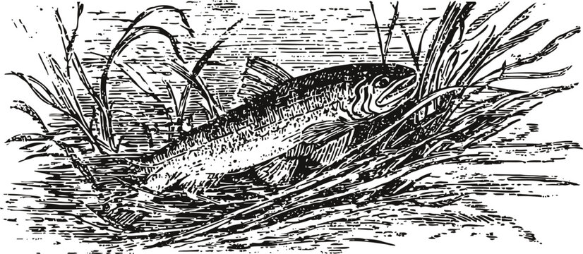 Vintage illustration of fish resting among water plants in a natural freshwater habitat