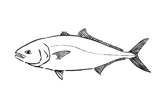 Yellowtail fish hand-drawn ink line illustration, marine fish vector