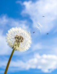Fototapeta premium Close-up of a dandelion releasing seeds against a vibrant blue sky with fluffy white clouds, evoking freedom