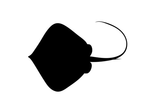 Stingray silhouette, marine fish black icon vector