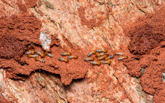 Termites building mud tubes on tree bark