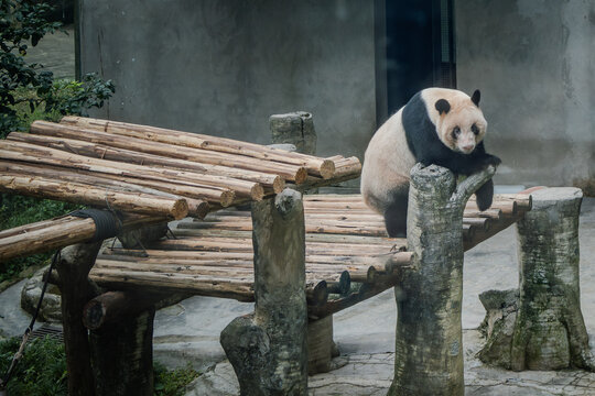 Chinese Giant Panda sitting on a wood plank