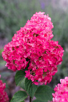 Framboisine Hydrangea Paniculata Close up Pink Blossom