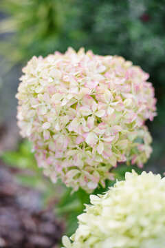 Hydrangea Paniculata Pixio With Pale Pink Blossoms