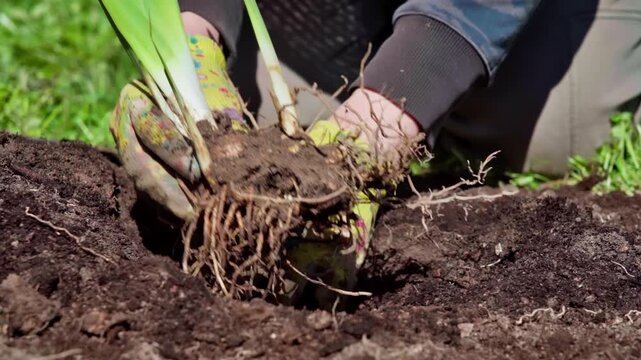 Soil Preparation For Healthy Plants, Ensuring Proper Fit With Floral Gloves Today, Dedicated Gardener Smoothly Places Root Ball Into Prepared Soil Spot