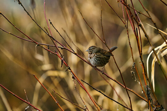 Wide angle view of a song sparrow perched in a forest