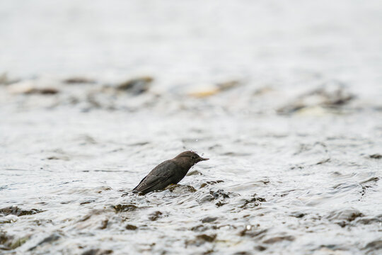 An American Dipper being splashed with water in a river