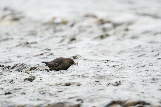 An American Dipper with a water bug