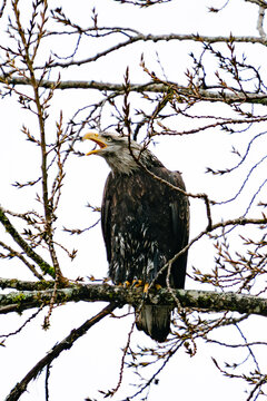 Full length view of a bald eagle calling while perched in a forest