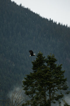 Wide angle view of a bald eagle taking flight from an evergreen tree