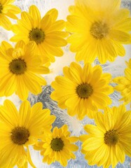 Fototapeta premium A vibrant arrangement of yellow chrysanthemums is beautifully displayed against a frosted glass background, creating a striking contrast of color and texture.