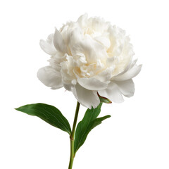 Obraz premium 白いシャクヤクの花のアップ。植物やインテリア装飾に最適な素材。