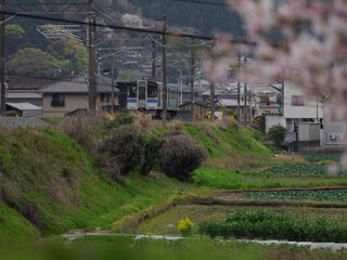 Obraz premium 線路沿いの桜と青い帯の列車 日本の春を感じる鉄道風景
