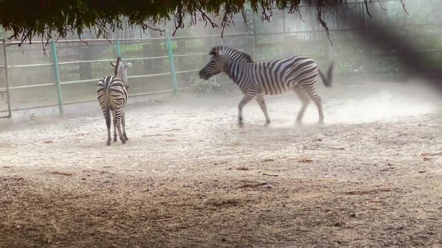 Zebras in the zoo. Two zebras running and playing in the zoo, Zebras Playing on Forest Ground in Zoo Enclosure.
