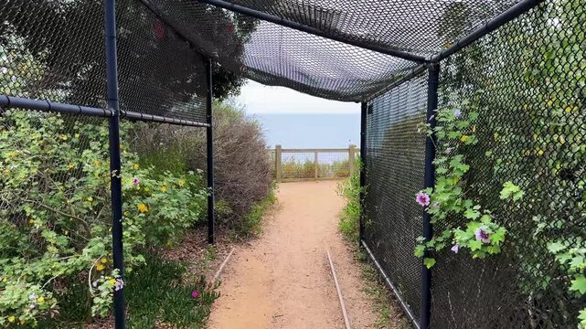 A narrow dirt path guides observer perspective through a dark, protective mesh tunnel, leading to a wooden fence overlook. Beyond fence, vast Pacific Ocean waters extend to horizon under cloudy sky, s
