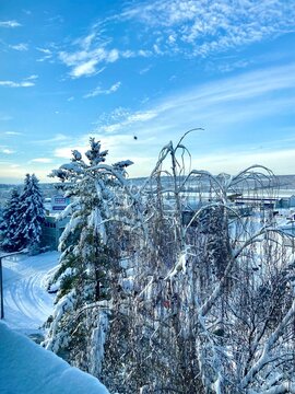 Winter Landscape with Snow Covered Trees and Blue Sky