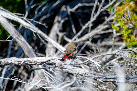 Beautiful Firetail Bird (Juvenile) - Tasmania