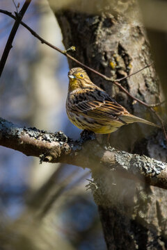 yellowhammer resting on a branch