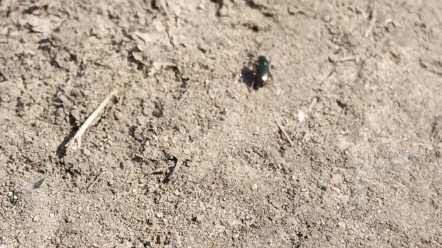 The beetle Harpalus rubripes runs on the ground on a sunny day in April, May. Spring. Documentary footage of insects. Bread ground beetle