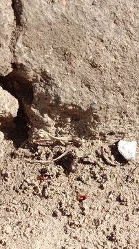The beetle Harpalus rubripes runs on the ground on a sunny day in April, May. Spring. Documentary footage of insects. Bread ground beetle