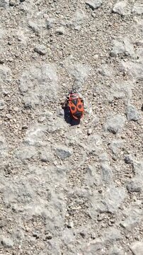 the red beetle Pyrrhocoris apterus climbs, runs on an asphalt road on a sunny day in May and April.
