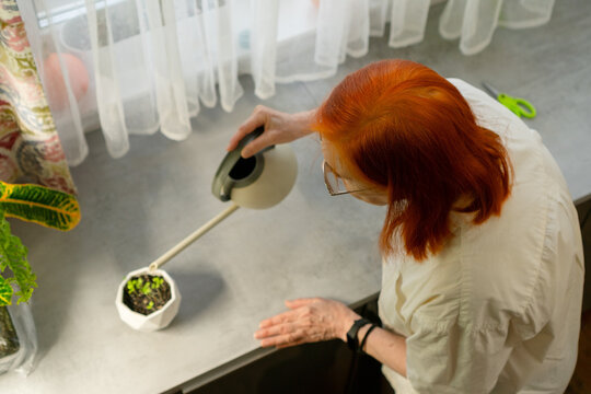 Top view of an elderly woman with red hair gently watering young seedlings with a can. The image emphasizes her careful nurturing of new plants. Grandma tending to sprouts.