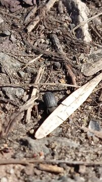 Lesser darkling beetle runs across the sand and digs the ground in the steppe on a warm, sunny day in May, April. Opatrum sabulosum close-up in spring, documentary footage