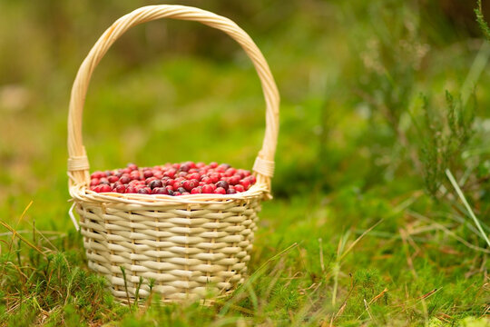 Close up of basket with fresh cranberries in forest. Autumn harvest, forest gifts, healthy berries, vitamins during illness, homemade drinks, forest walk, beautiful autumn weather, fairy forest mood.