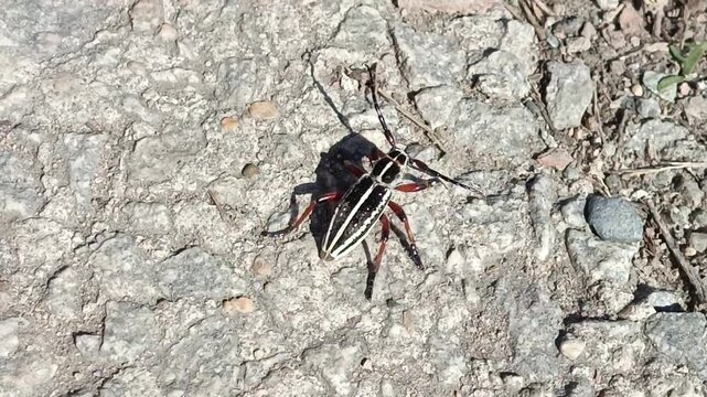 the red beetle Dorcadion runs on an asphalt road on a sunny day in May, April. Longhorn Beetle close-up, documentary footage
