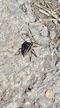the red beetle Dorcadion runs on an asphalt road on a sunny day in May, April. Longhorn Beetle close-up, documentary footage
