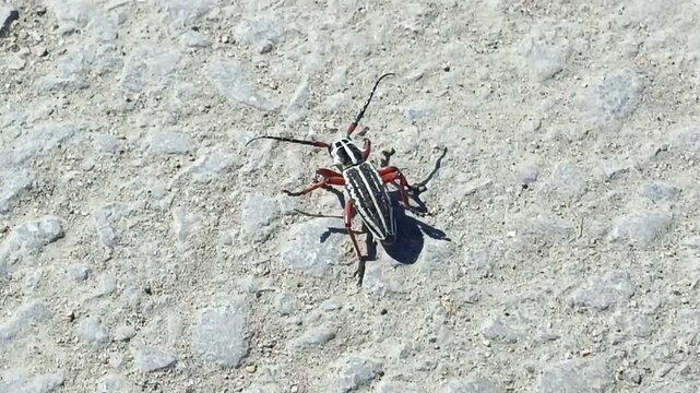 the red beetle Dorcadion runs on an asphalt road. Longhorn Beetle close-up, documentary footage