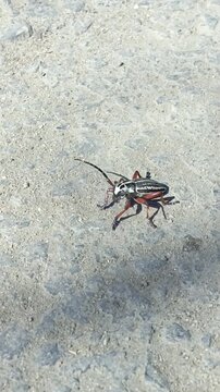 the red beetle Dorcadion runs on an asphalt road on a sunny day in May, April. Longhorn Beetle close-up, documentary footage