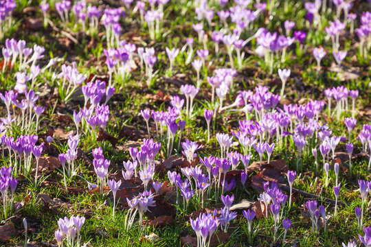 Bl&uuml;hende Krokusse auf einer Blumenwiese, Deutschland