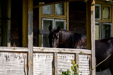 Duży ciemnobrązowy koń stojący na ganku starego drewnianego domu. © Monika