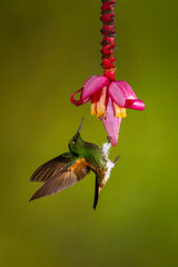 Buff-tailed coronet clings under pink banana flower