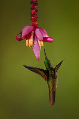 Fawn-breasted brilliant flaps wings under banana flower