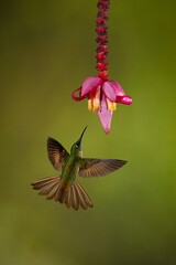 Fawn-breasted brilliant flies towards pink banana flower