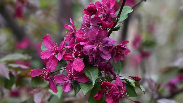 Flowering Crabapple Blossoms Close-Up. Soft Spring Nature Background. Close-up of delicate flowering crabapple (Malus) blossoms in soft natural light. 