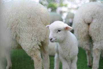 Obraz premium A young white lamb stands beside adult sheep in a grassy outdoor setting, showcasing soft wool textures and a serene pastoral scene.
