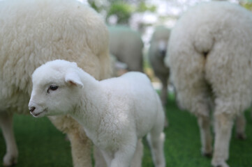 Fototapeta premium A young white lamb stands among adult sheep on green grass, all with thick wool coats in a pastoral setting.