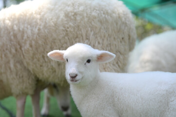 Obraz premium A close-up of a white lamb looking at the camera with fluffy sheep in the background, set outdoors with soft natural lighting.
