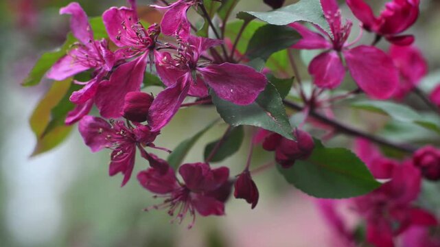 Flowering Crabapple Blossoms Close-Up. Soft Spring Nature Background. Close-up of delicate flowering crabapple (Malus) blossoms in soft natural light. 