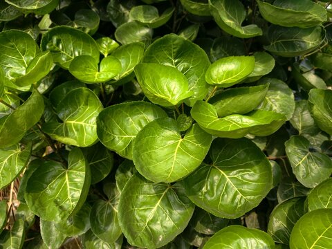 Polyscias scutellaria, Shield aralia, or Plum aralia is a tropical shrub or small tree.