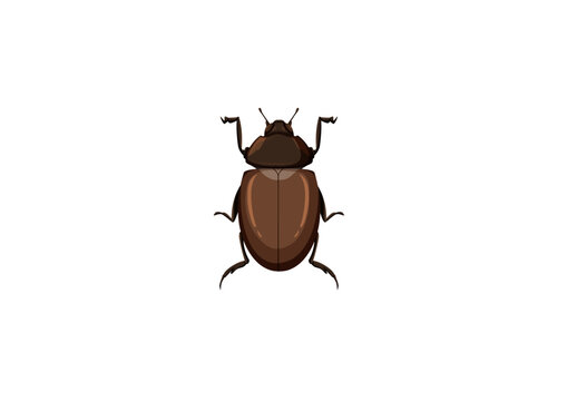 Bettle