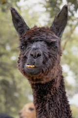 Funny alpaca portrait showing teeth close up © Nicolette Wollentin