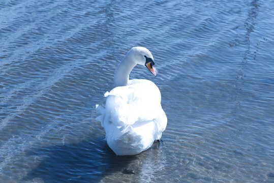 Wild Swan on water on Lake, Bielawa Lake, Poland