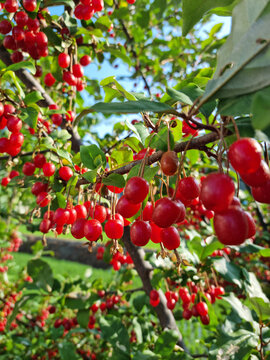 Ripe Autumn Olive Berries (Elaeagnus Umbellata) growing on a branch . oleaster