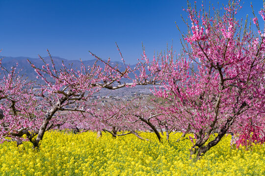 桃源郷」の写真素材 | 4,194件の無料イラスト画像 | Adobe Stock