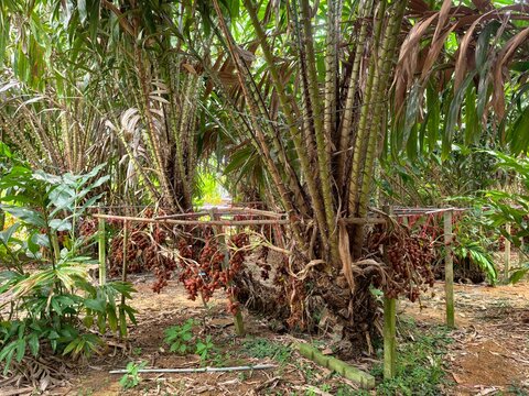 Salak, or Snake Fruit, is a fruit from the palm family.